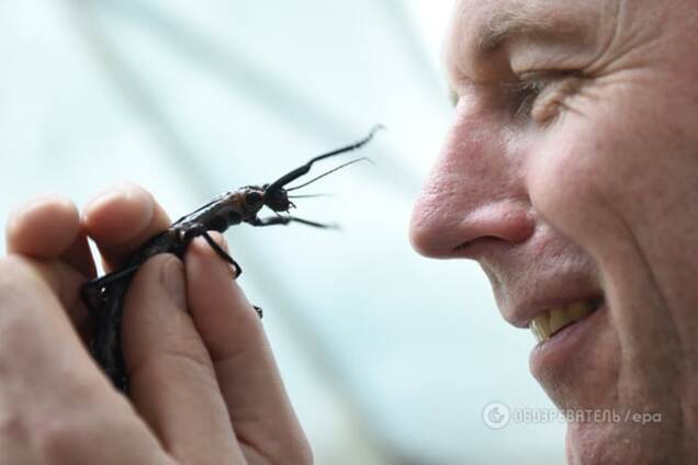 Ученые предрекли смерть Земле, когда исчезнут насекомые
