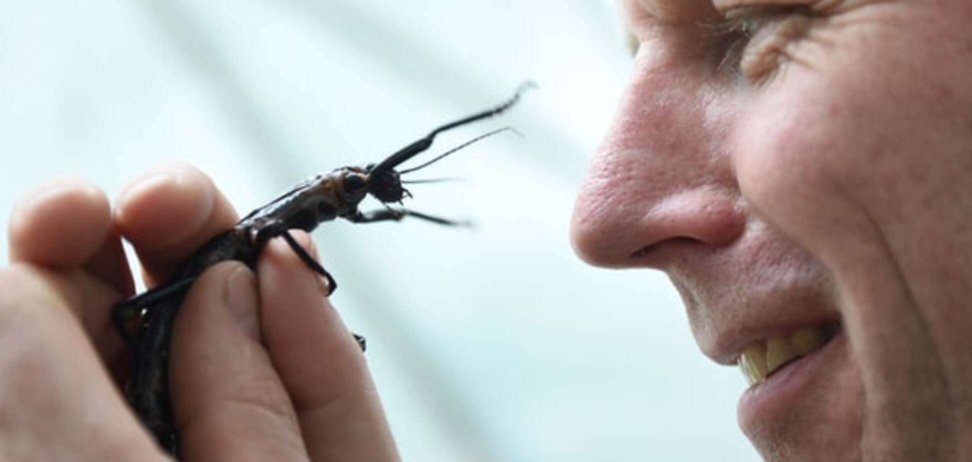 Ученые предрекли смерть Земле, когда исчезнут насекомые