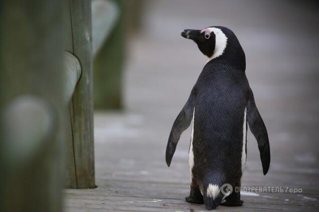 В Дании пингвины совершили 'дерзкий' побег из зоопарка: видеофакт