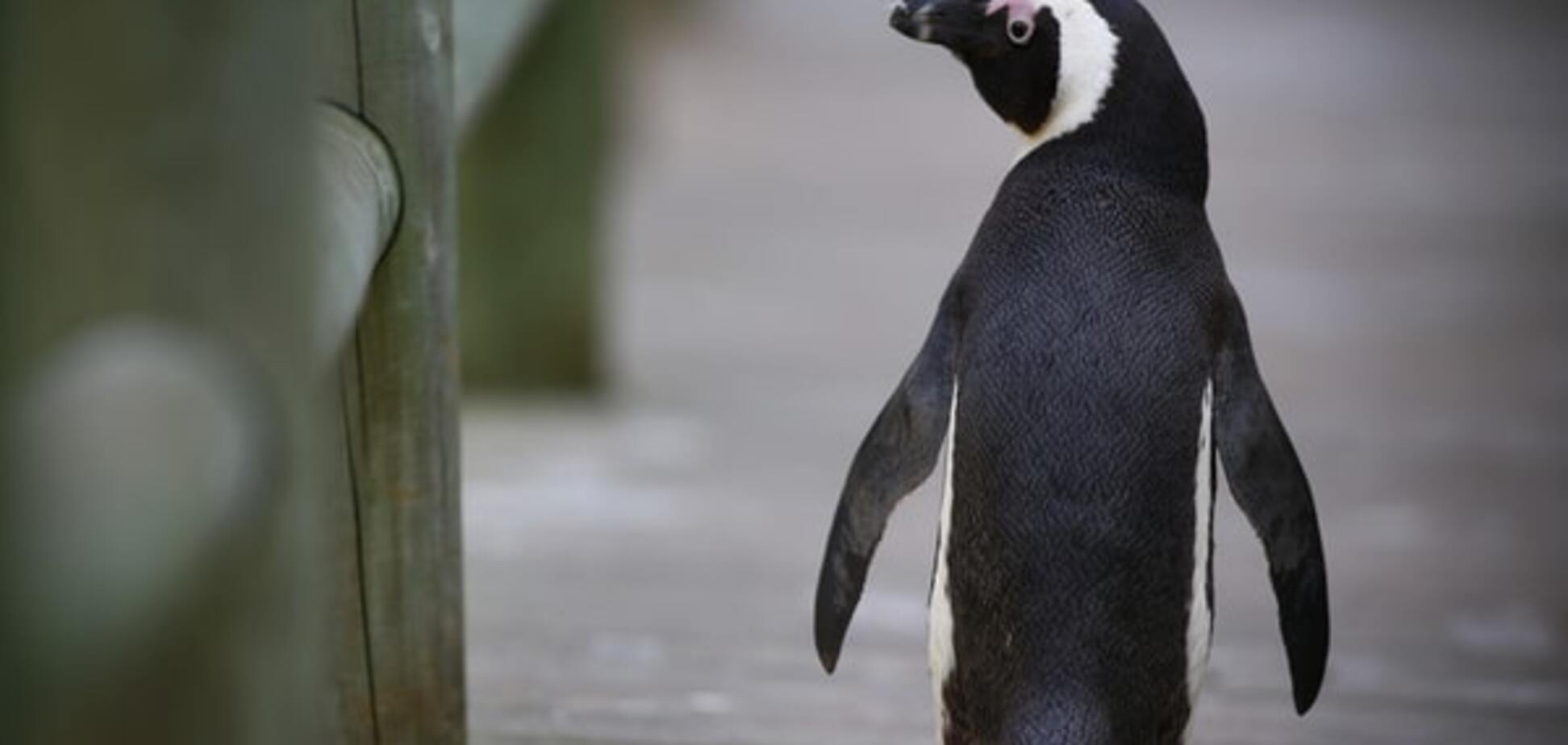 В Дании пингвины совершили 'дерзкий' побег из зоопарка: видеофакт