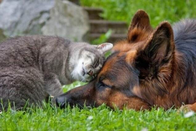 Как кошка с собакой: трогательные и забавные фото необычной дружбы