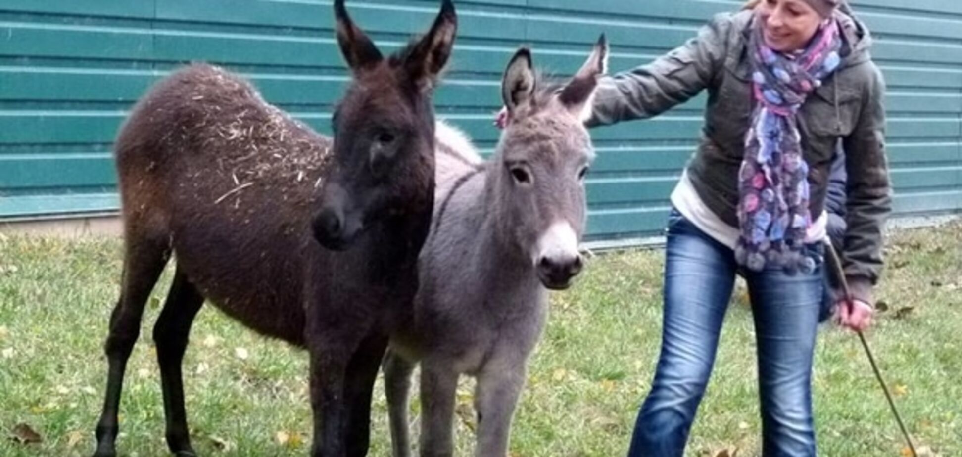 В зоопарке Межигорья появились уникальные обитатели из 'Аскании': опубликованы фото
