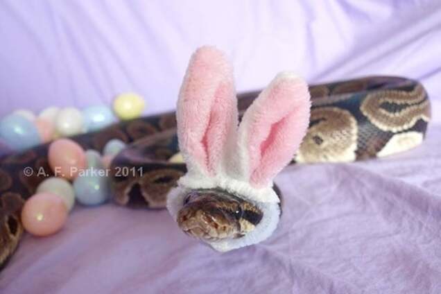 Змеи в шляпках: сеть покорили рептилии-модницы