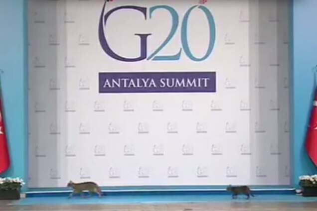Соцсети о саммите G20: котики лучше мировых лидеров
