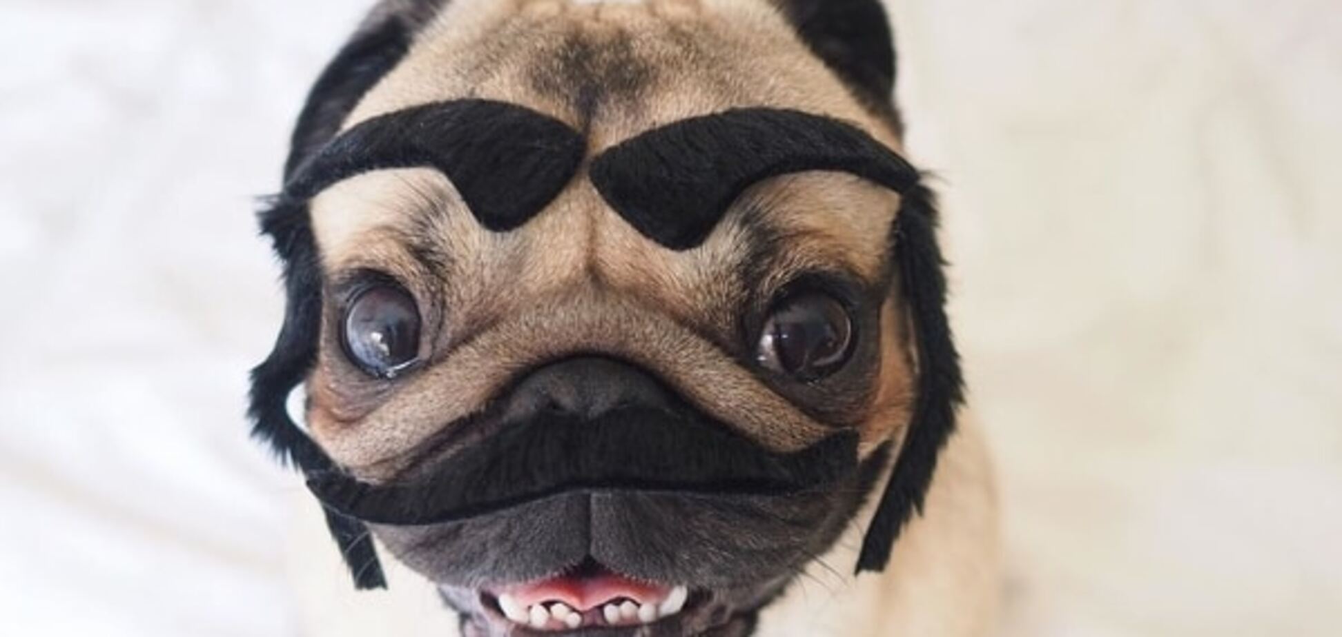 Настоящий мачо: мопс-хипстер стал любимцем Instagram