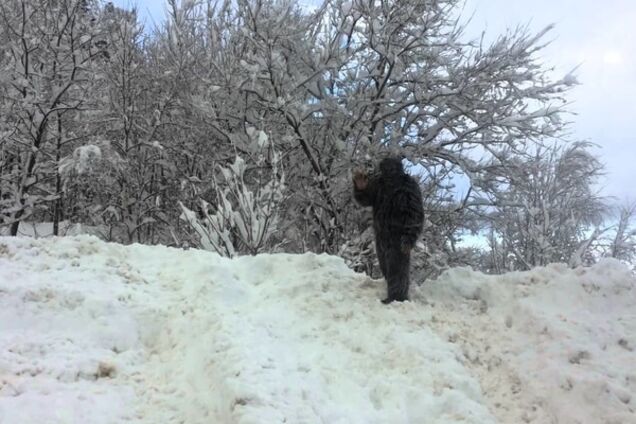 Генетики раскрыли тайну происхождения 'снежного человека'