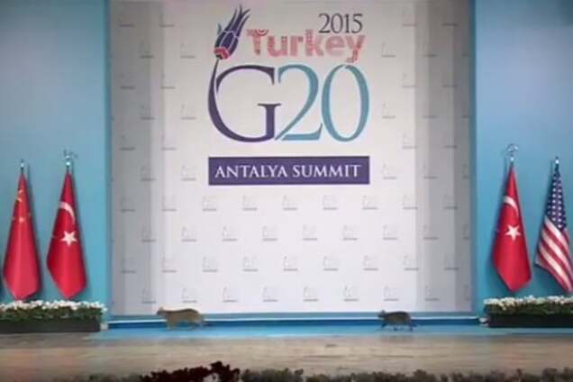 На саммите G20 в Турции засветилась 'делегация' котов: видеофакт