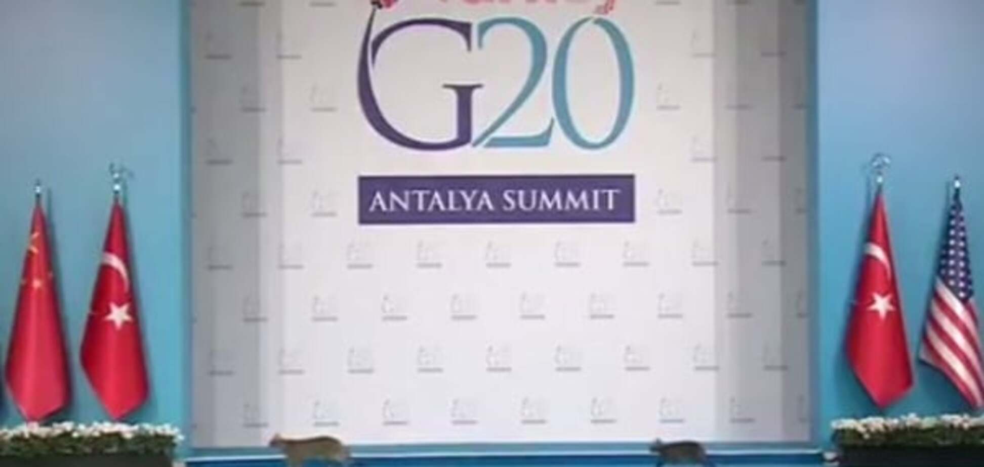 На саммите G20 в Турции засветилась 'делегация' котов: видеофакт