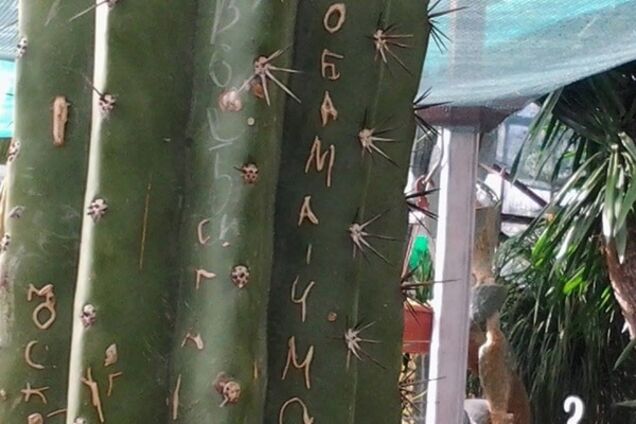 Россияне надругались над 100-летним кактусом в Крыму: фотофакт