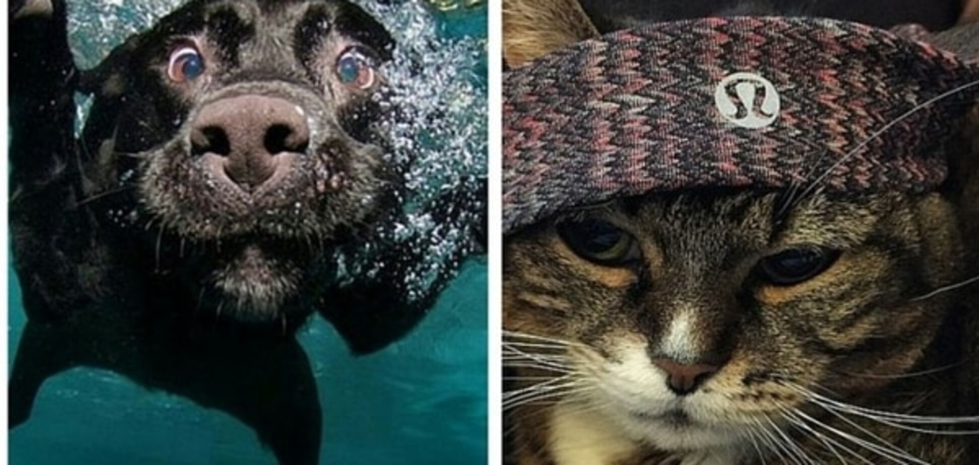 12 суперспортивных животных, которые обожают тренировки