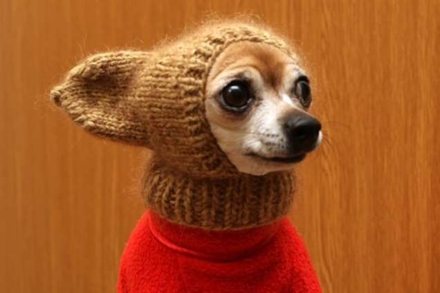 Фото 20 смешных животных, которые готовы к зиме