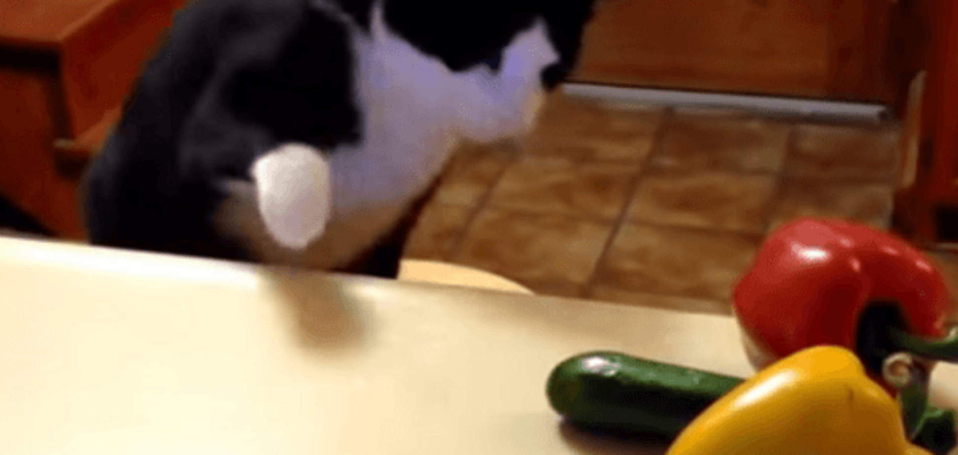 Шок и трепет! Ученые выяснили, почему коты впадают в панику от огурцов: видеофакт