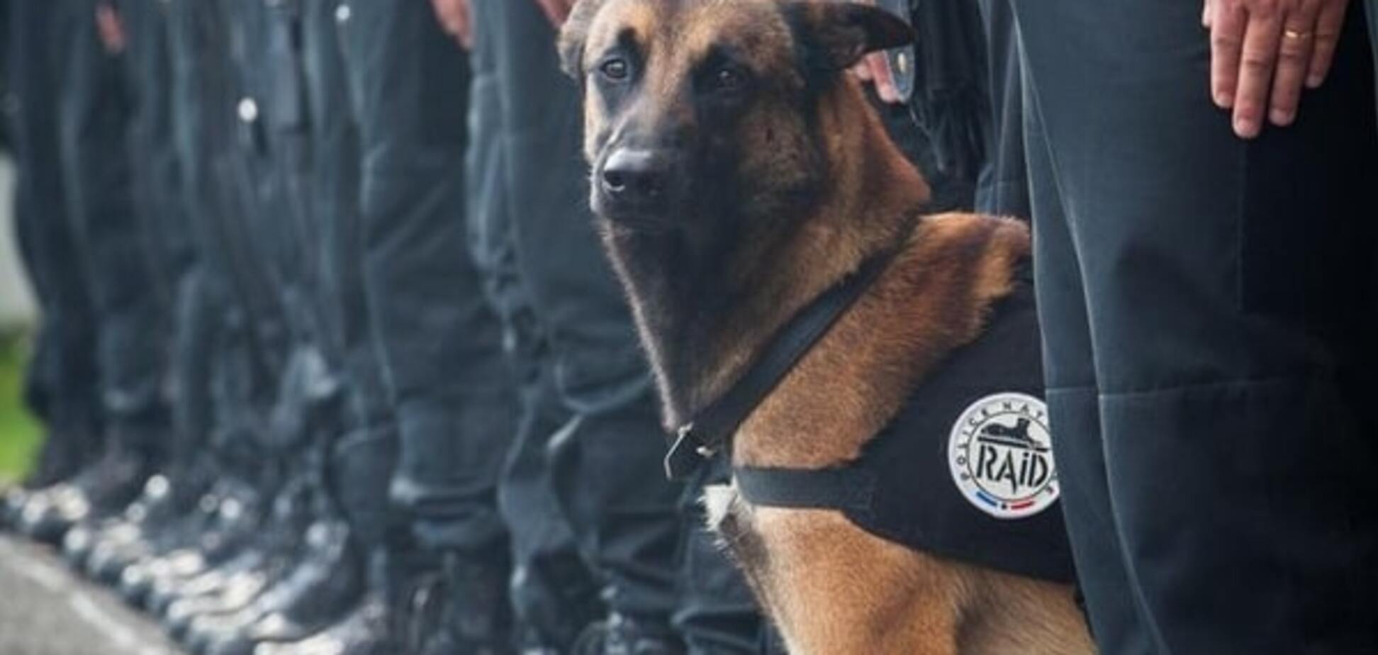 Героем штурма террористов в пригороде Парижа стала полицейская собака