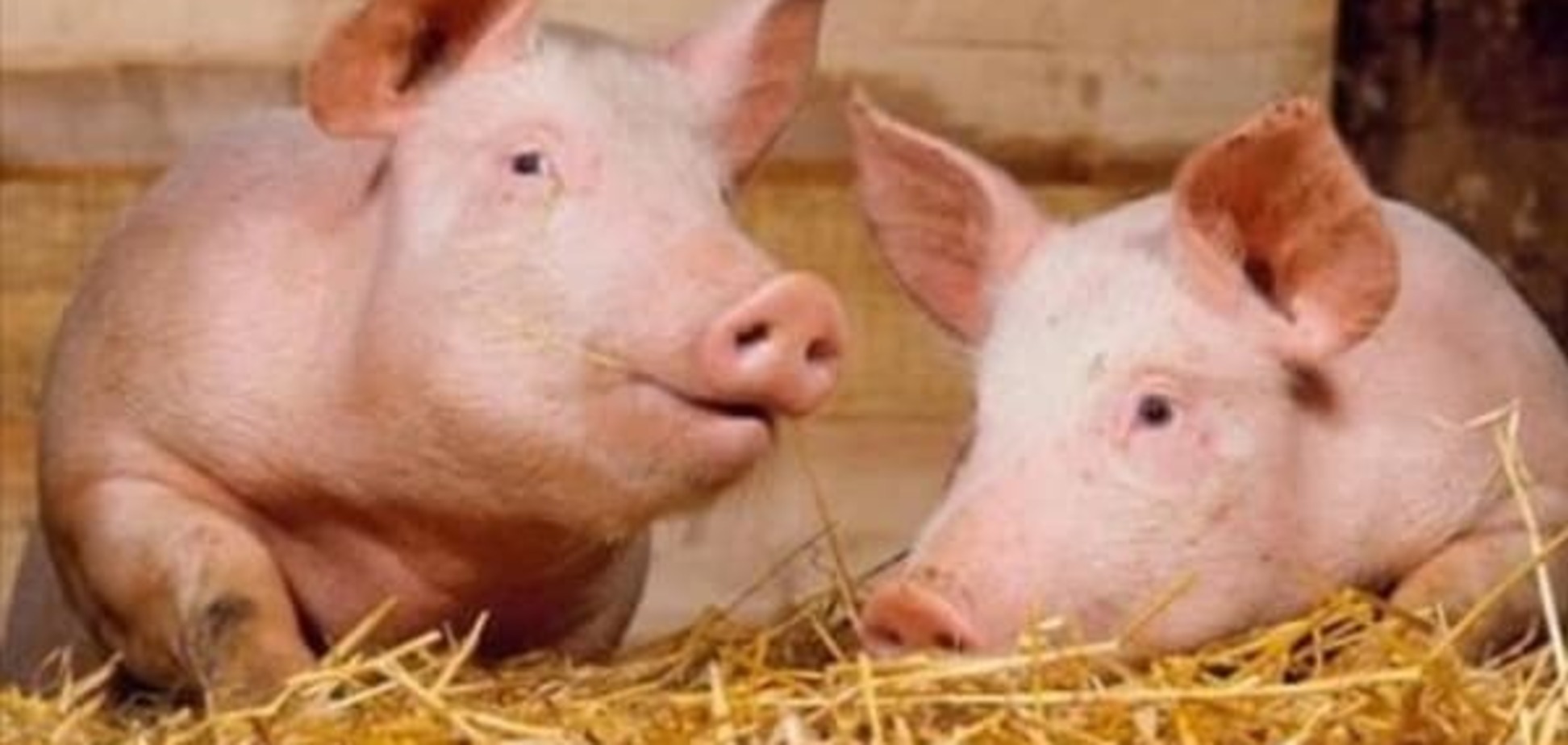 Експерти прогнозують ще більше подорожчання свинини в Україні