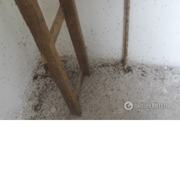 Ужасы Киевского ЖКХ: в жилом доме завелись трупные мошки