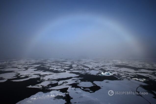 В Арктике научная экспедиция наткнулась на тропические леса