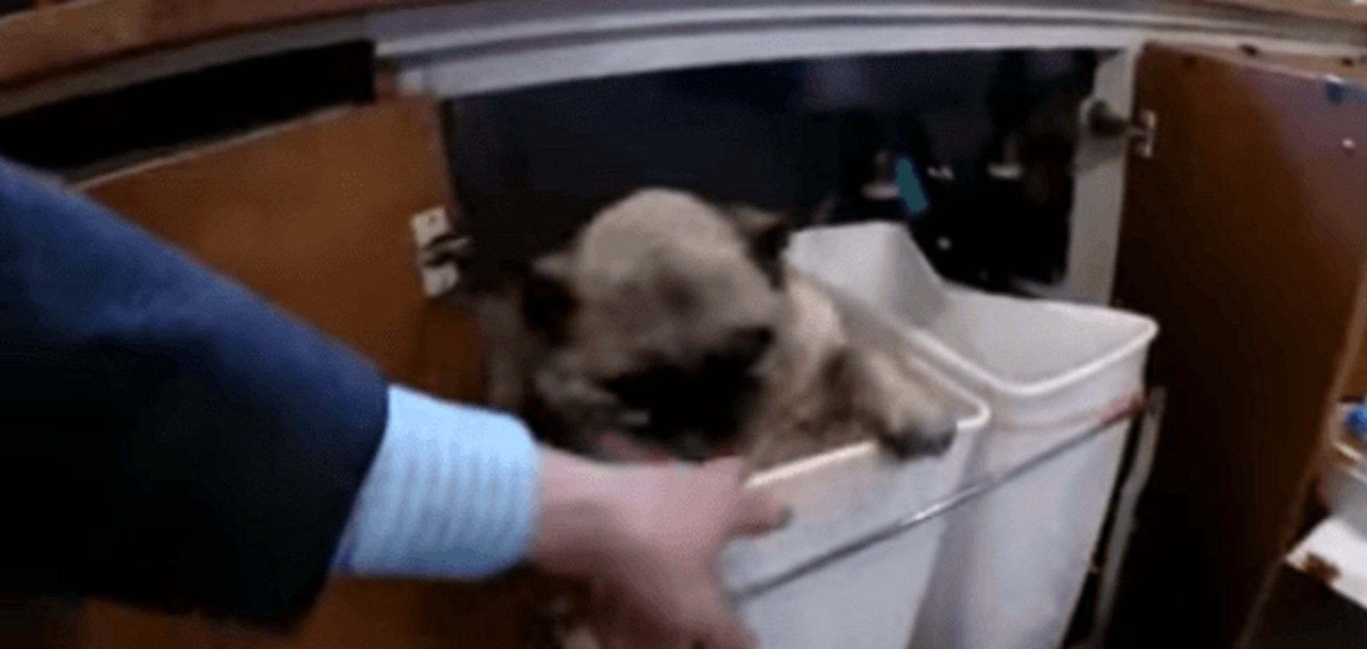 Знайди, якщо зможеш: мопс-негідник перевернув весь будинок і зник. Кумедне відео