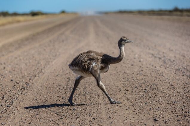 Премия 'Страуса': нескучный Добкин, паранормальный Парасюк и косая Смерть