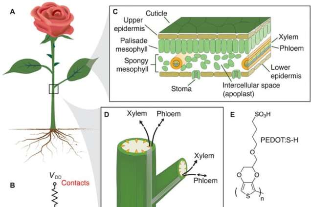 Из растений в киборги: ученые смогли вживить мискросхемы в живую розу