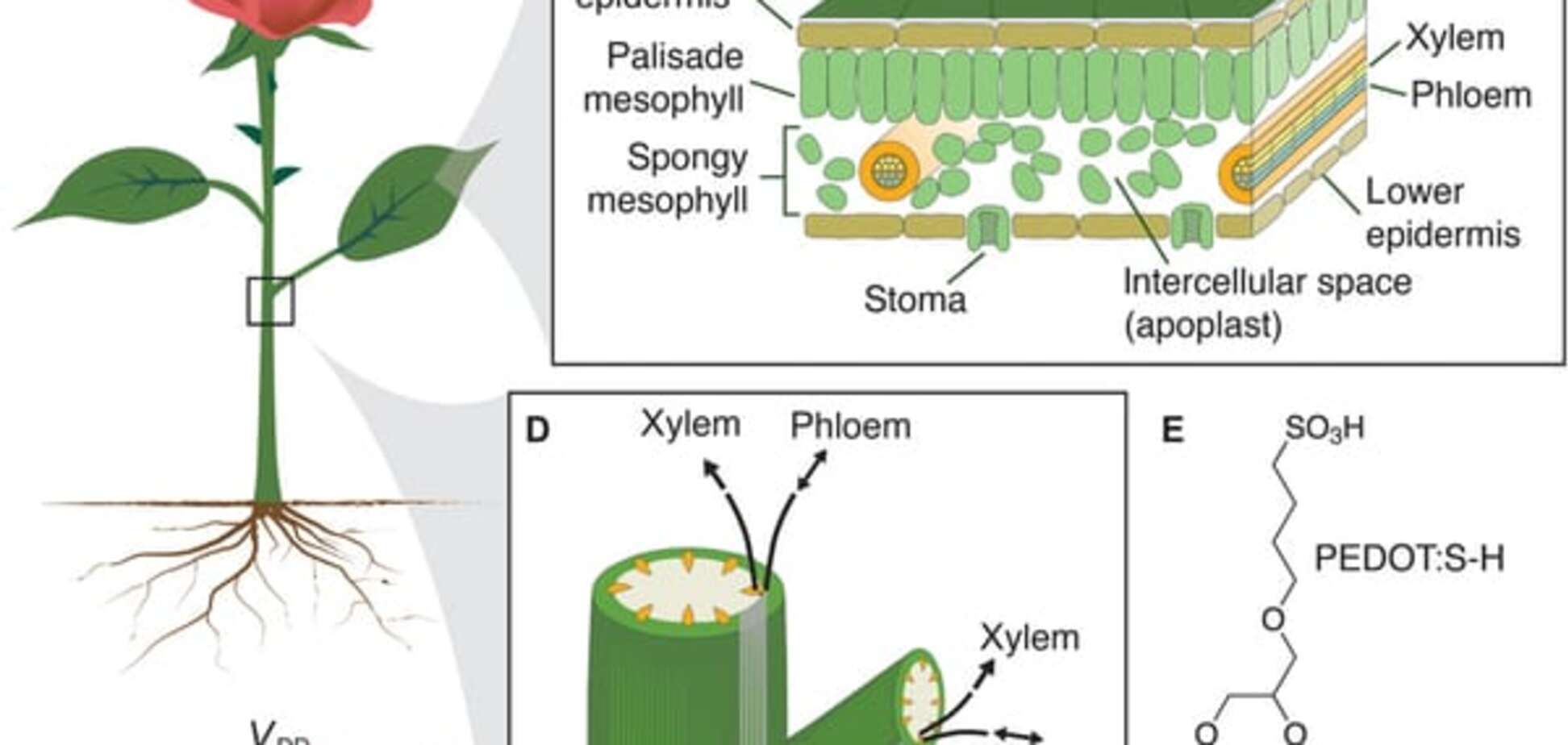 Из растений в киборги: ученые смогли вживить мискросхемы в живую розу