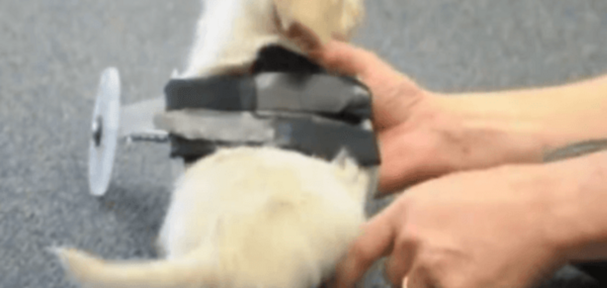 Маленьке диво: двоноге щеня отримало 3D-інвалідний візок. Відеофакт