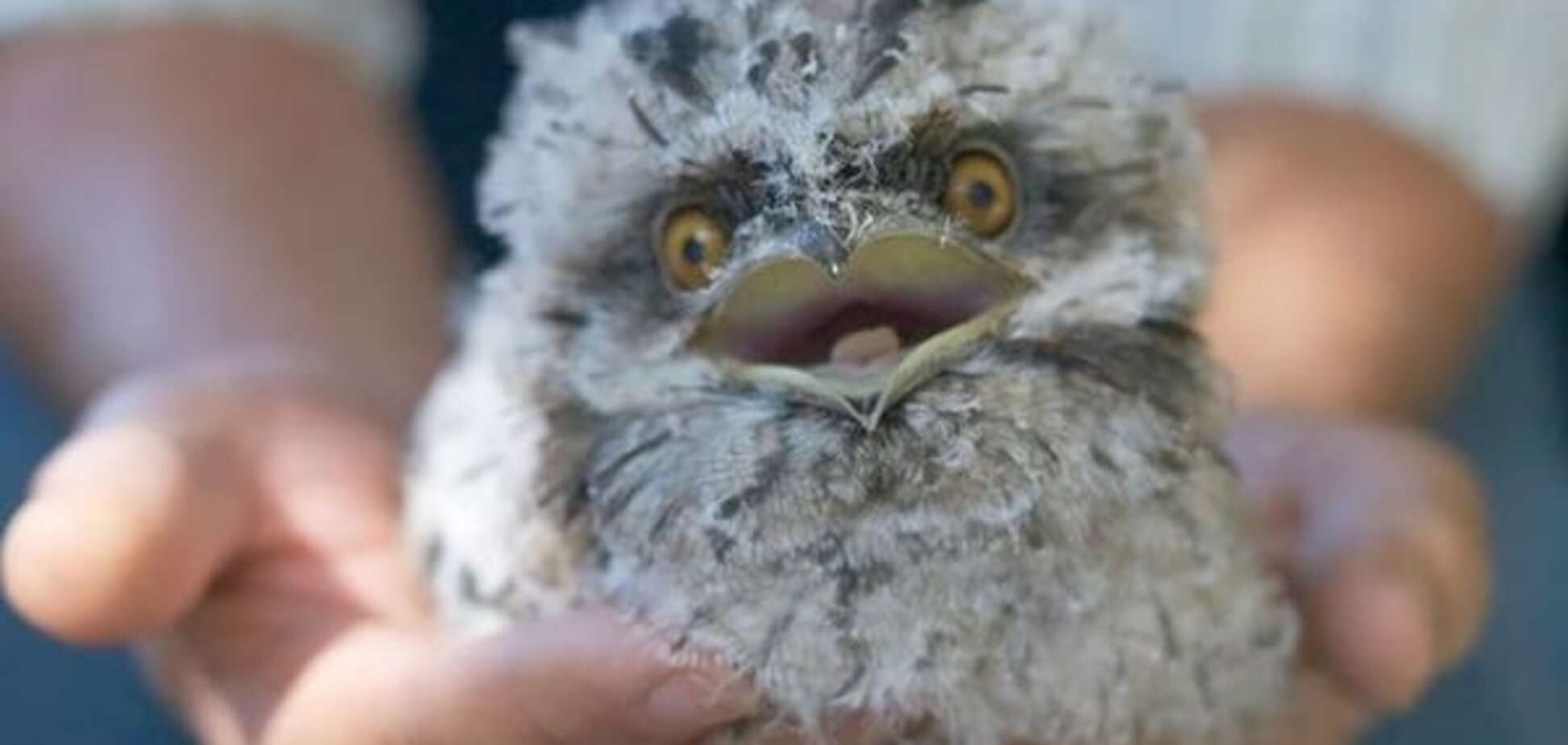 Чудо природы: лягушкорот – самая забавная птица