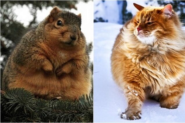 К зиме готовы: забавные животные, уже отрастившие пушистые шубы