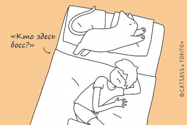 Как правильно спать с человеком: инструкция для кошек