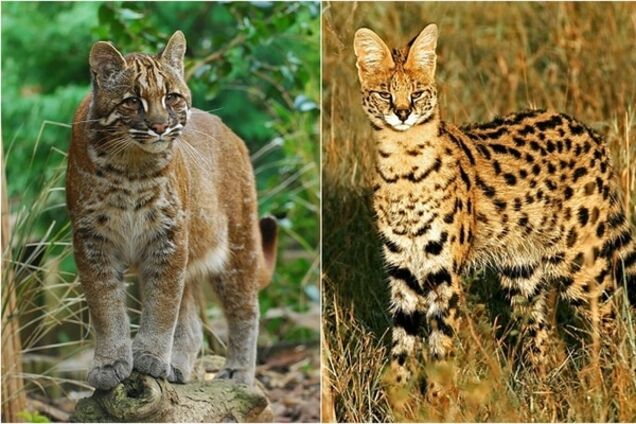 Дикие кошки: топ-20 редких видов животных, о которых многие не слышали