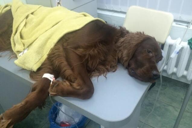 У Києві господиня отруєної собаки попередила жителів Оболоні