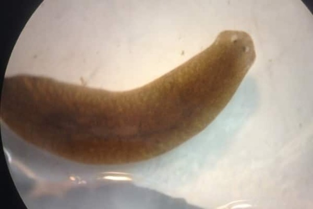 Біологи створили моторошних черв'яків з головою від інших тварин: фотофакт