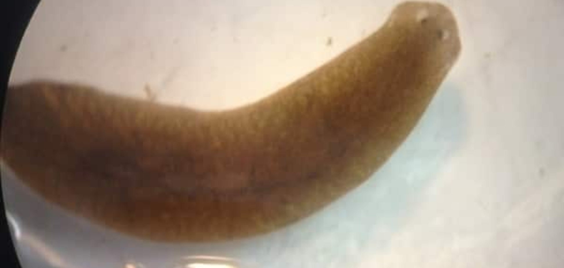 Біологи створили моторошних черв'яків з головою від інших тварин: фотофакт