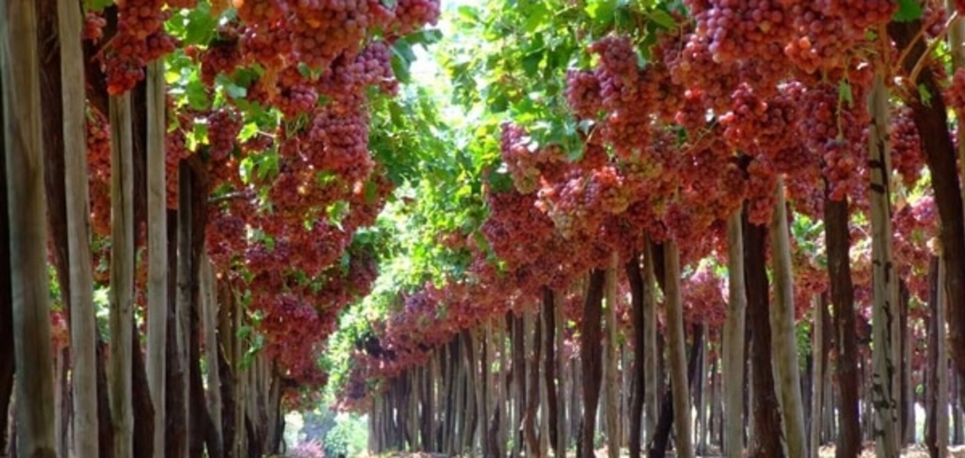Павленко розповів, хто займеться виробництвом кримського шампанського
