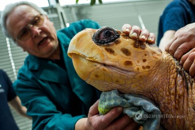 Другая эволюция: ученые нашли общие гены у человека и черепахи