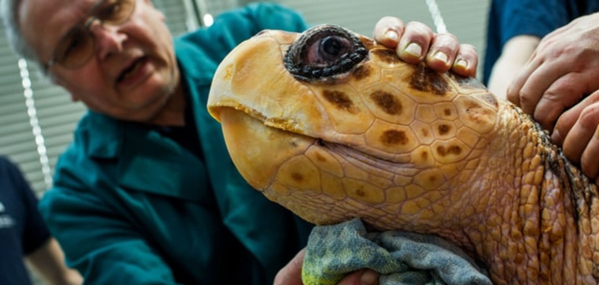 Другая эволюция: ученые нашли общие гены у человека и черепахи