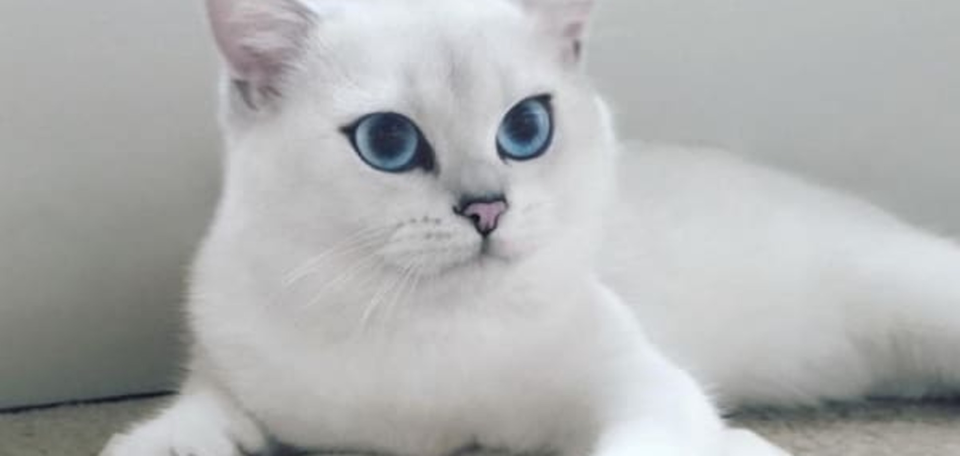 'Мультяшный' кот с невероятными глазами покорил сеть: фотофакт