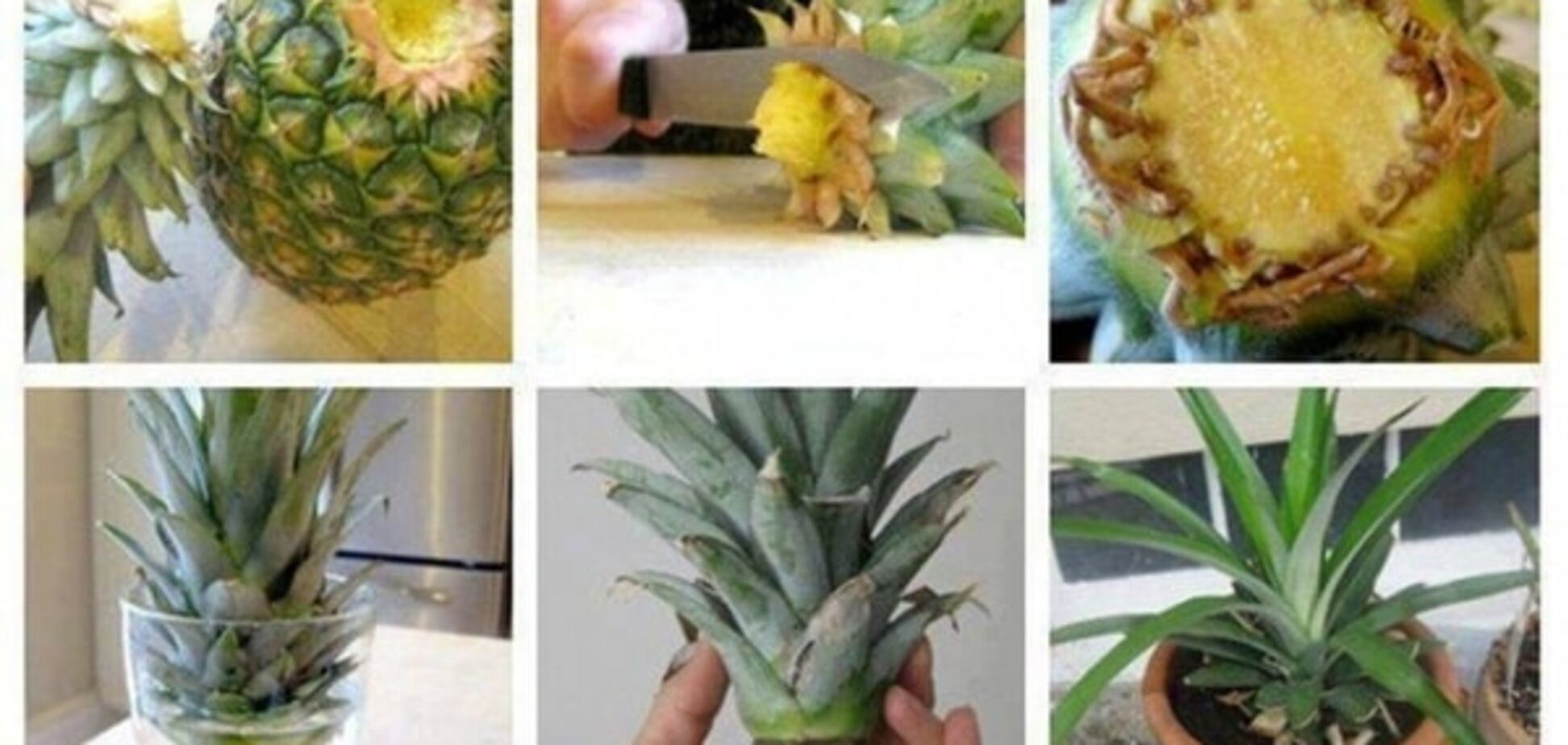 Манго, морковь и ананас: как создать необычный сад у себя дома