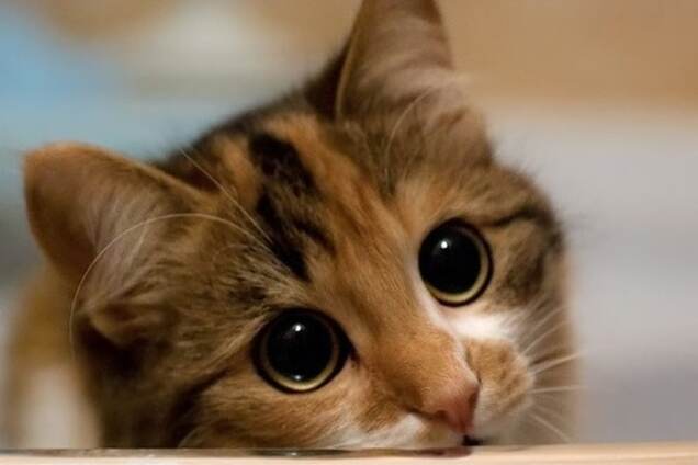 Ненависть к котикам: за что Новая Зеландия невзлюбила милых пушистиков