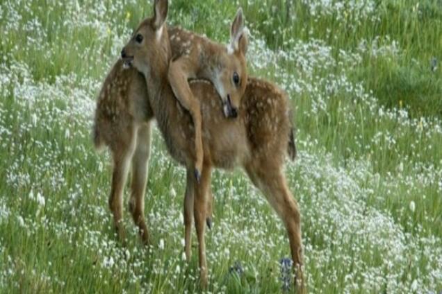 Объятия 'пушистиков': самые чувственные фото животных