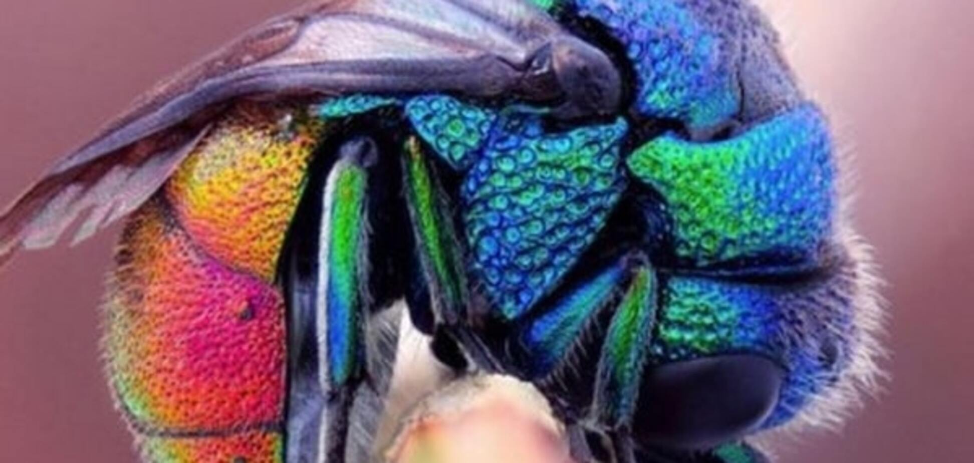 Разноцветное чудо: топ-10 фото животных с радужной окраской