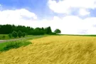 "Семья" президента хочет украсть землю у украинского народа