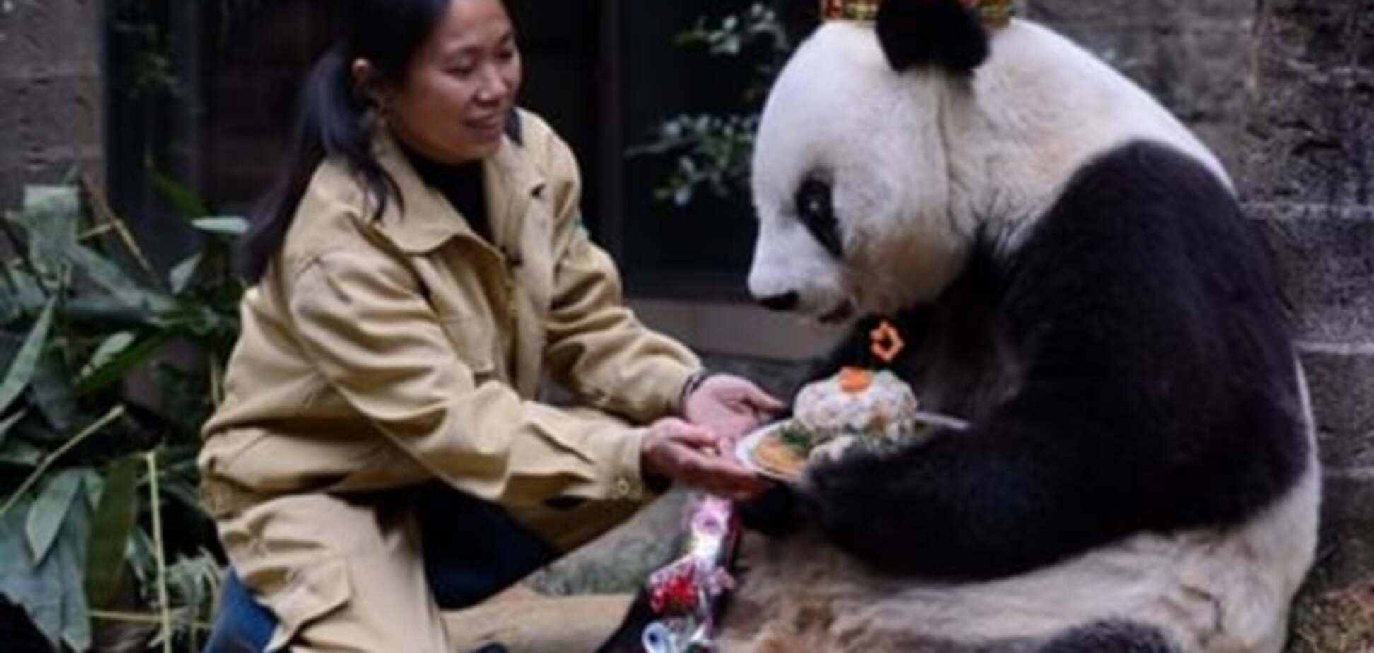 У Китаї відзначили ювілей панди-довгожителя: майже '100 років'