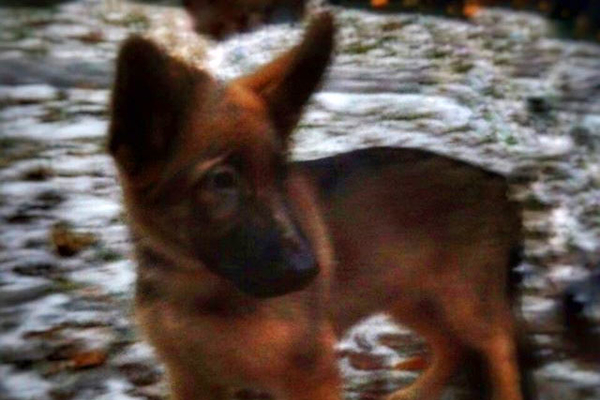 Добрыня вместо Дизеля: российский щенок поедет бороться с терроризмом во Францию. Фотофакт