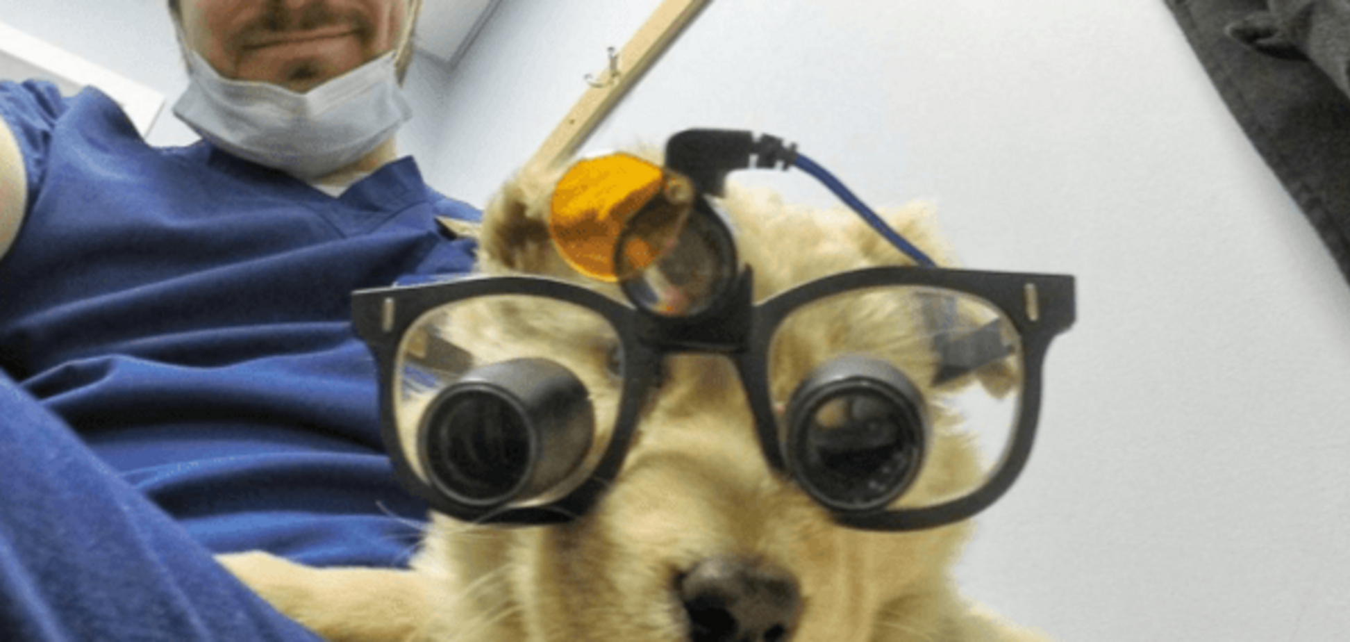 Собачий папа: дантист стал звездой сети из-за 'мимишных' фото хвостатых