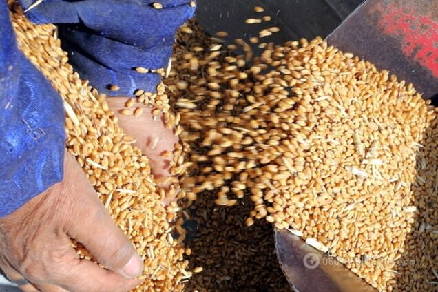 Россия из Крыма фурами вывозит зерно: видеофакт