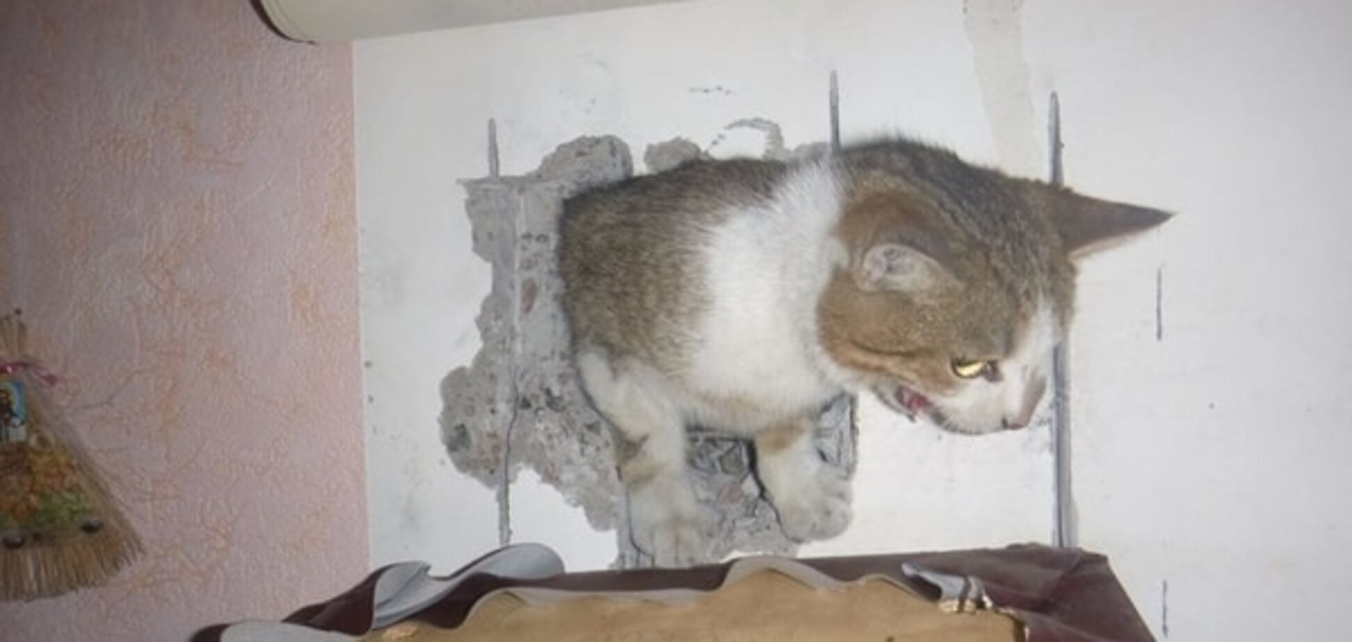 В Киеве кот упал в вентиляционную шахту: находка шокировала спасателей. Жуткие фото