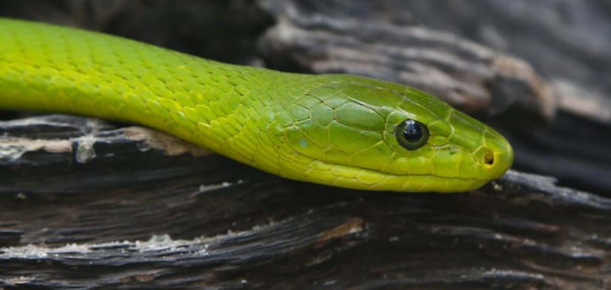 Ученые узнали, как древние змеи лишились лап и стали ползать