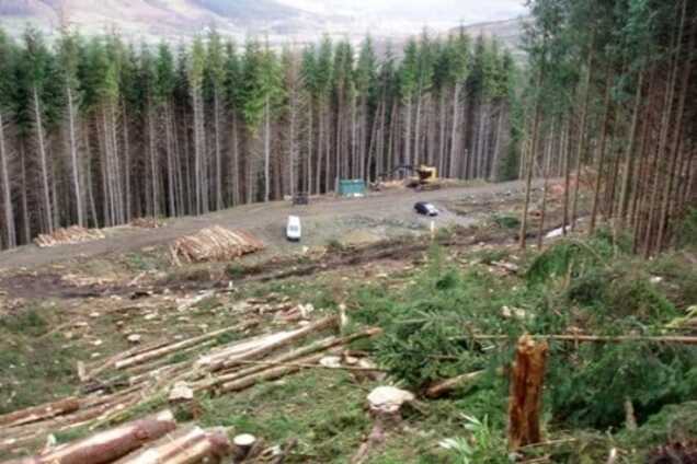 Эксперт рассказал, как Кабмин Яценюка 'крышует' вырубку лесов в Карпатах