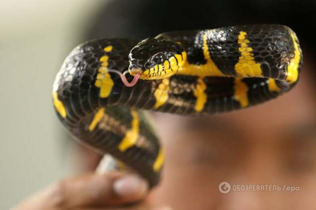 В Бразилии полуторагодовалый малыш спас семью, убив ядовитую змею