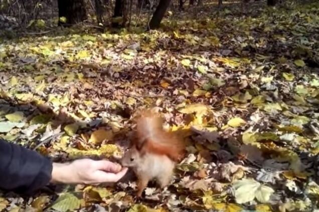 В сети появилось видео со смелыми белками и синицами из киевского парка